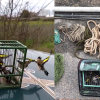 Sorprenden a un vecino de Sagrajas capturando 16 jilgueros ilegalmente