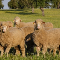 La Diputación organiza una subasta de ganado ovino de raza merina