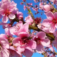 Miles de flores coronan uno de los eventos más hermosos de la provincia de Badajoz