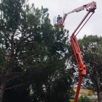 El Ayuntamiento de Cáceres lucha contra la procesionaria que invade sus árboles