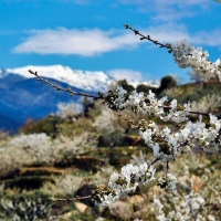 Los brotes de los cerezos empiezan a asomar en el Valle del Jerte