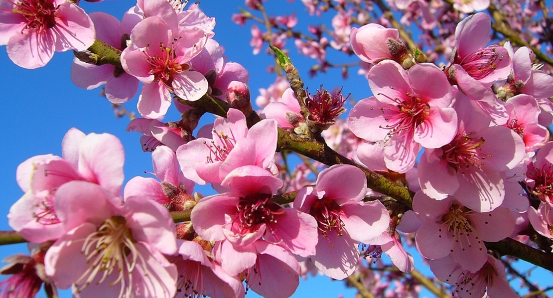 Miles de flores coronan uno de los eventos más hermosos de la provincia de Badajoz