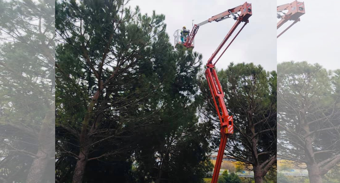 El Ayuntamiento de Cáceres lucha contra la procesionaria que invade sus árboles