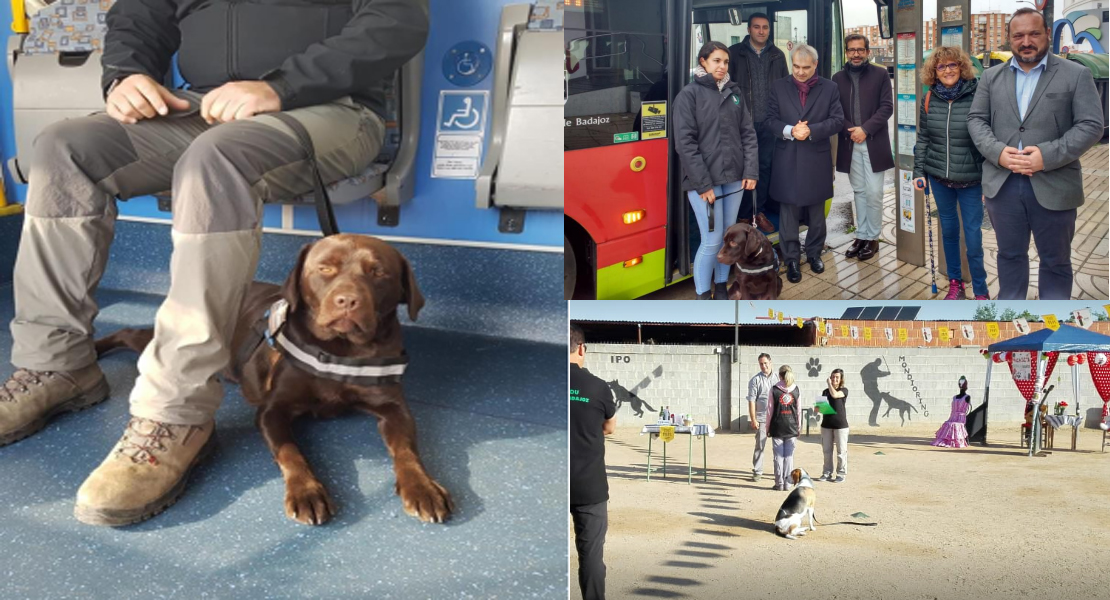 Los perros de asistencia en formación podrán usar los autobuses urbanos en Badajoz