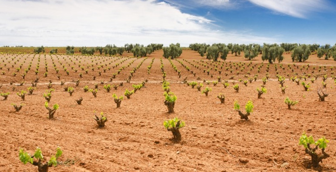 UPA pide prorrogar el plazo de contratación de seguros agrarios