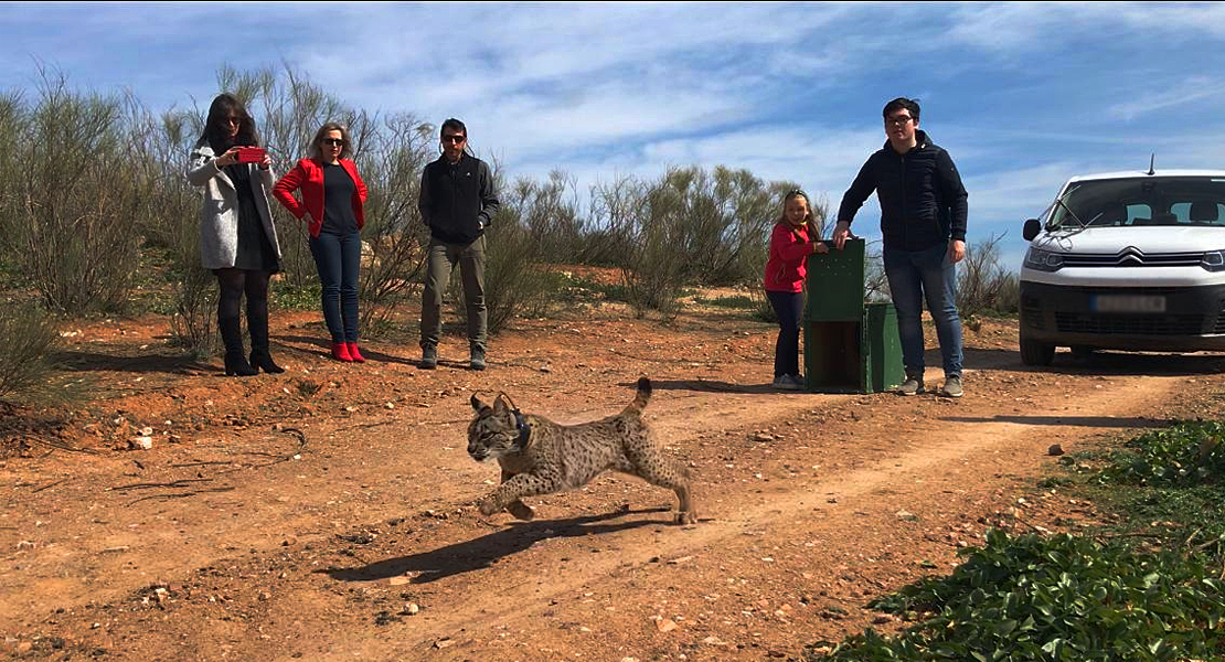 El lince ibérico vuelve con fuerza a Extremadura