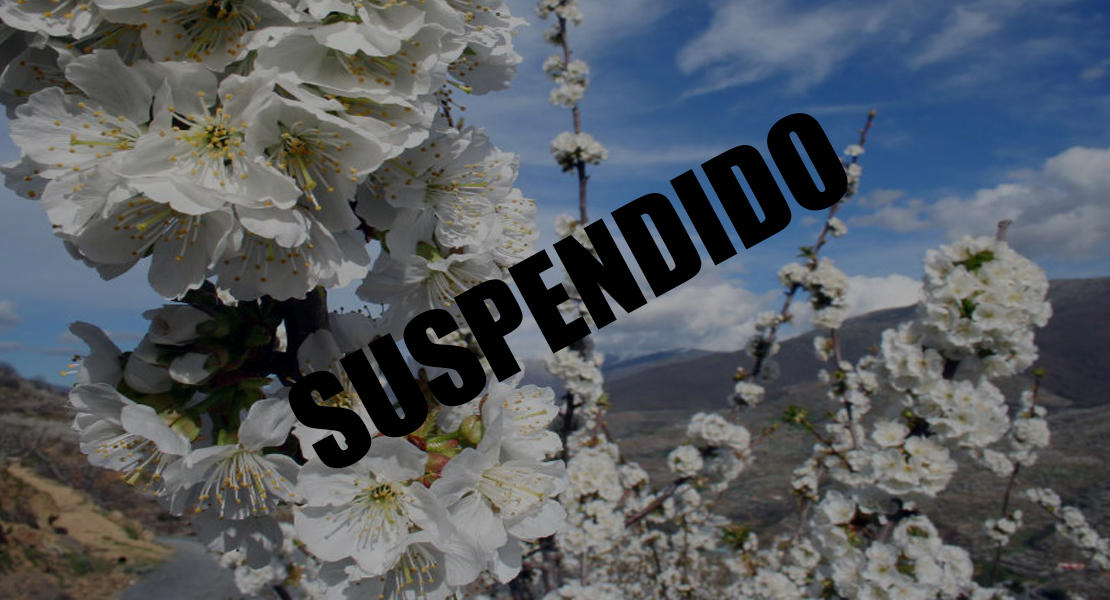 Suspenden la programación oficial del ‘Cerezo en Flor’ en el Jerte