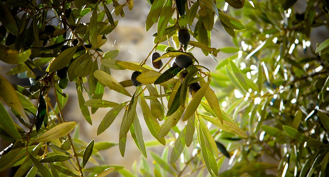 Duras críticas de UPA a DÍA por bajar aún más el precio del aceite de oliva