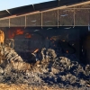 Imágenes del incendio en una nave de alpacas de Burguillos del Cerro (BA)