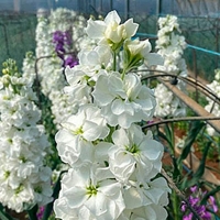 Agricultores: el COVID-19 trae la ruina para la flor cortada