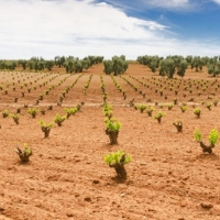 UPA pide prorrogar el plazo de contratación de seguros agrarios