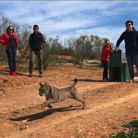 El lince ibérico vuelve con fuerza a Extremadura