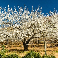 La floración de los cerezos en el Valle del Jerte se adelanta