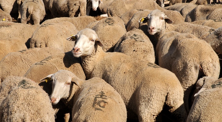 APAG exige a la Lonja los precios de cotización del ovino para no generar daños “terribles”