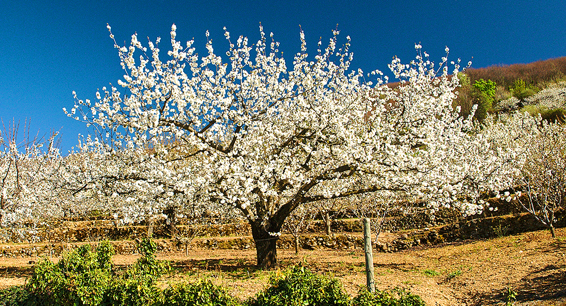 La floración de los cerezos en el Valle del Jerte se adelanta
