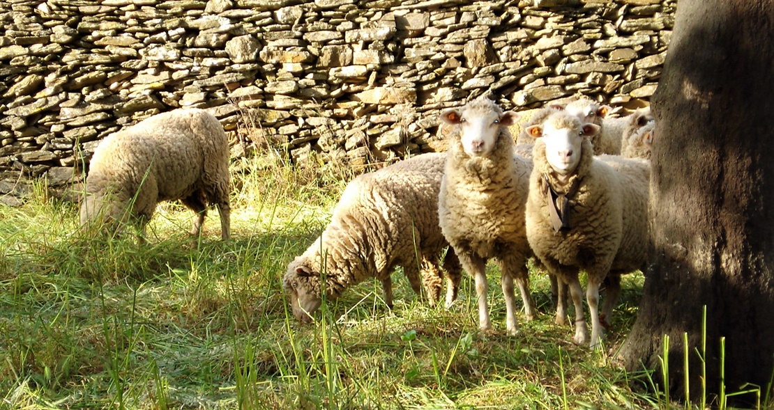 APAG califica de &quot;tomadura de pelo” las ayudas anunciadas para ovino y caprino