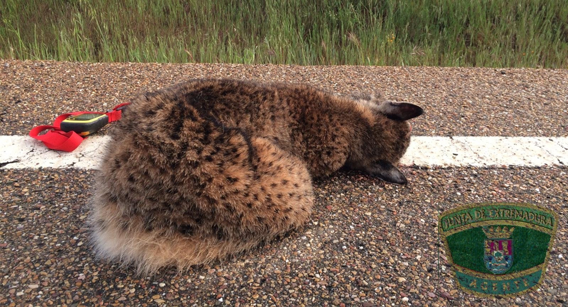 Aparece otro lince muerto en una carretera extremeña