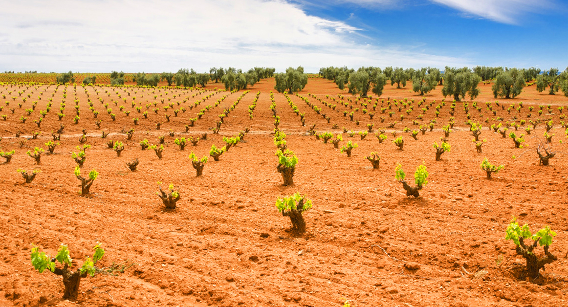 Ayudas a la reestructuración y reconversión del viñedo en Extremadura