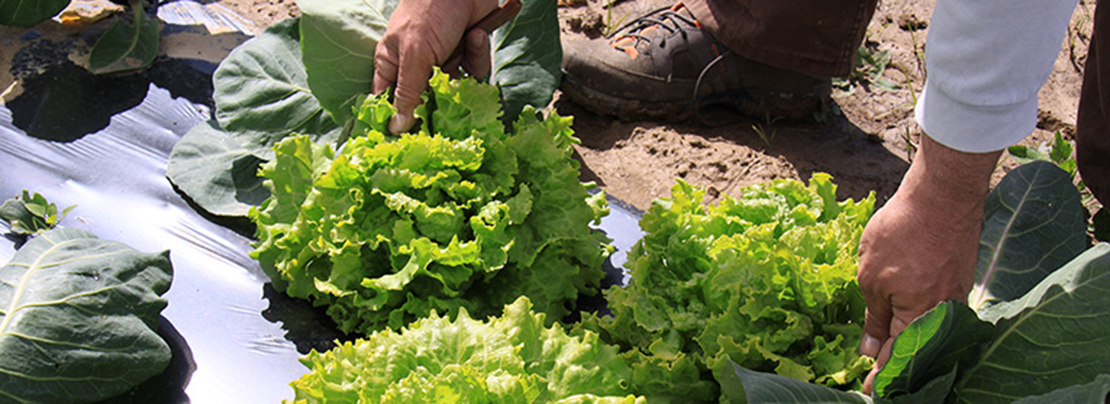Agricultura y ganadería familiar para preservar la salud