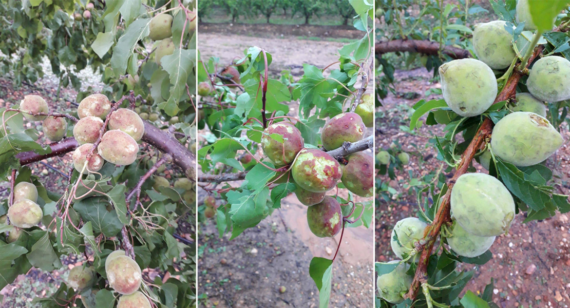 Agroseguro visitará las parcelas afectadas esta misma semana