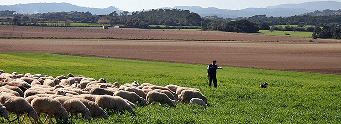 UPA reclama no dejar fuera de las ayudas a ninguno de los afectados por la pandemia