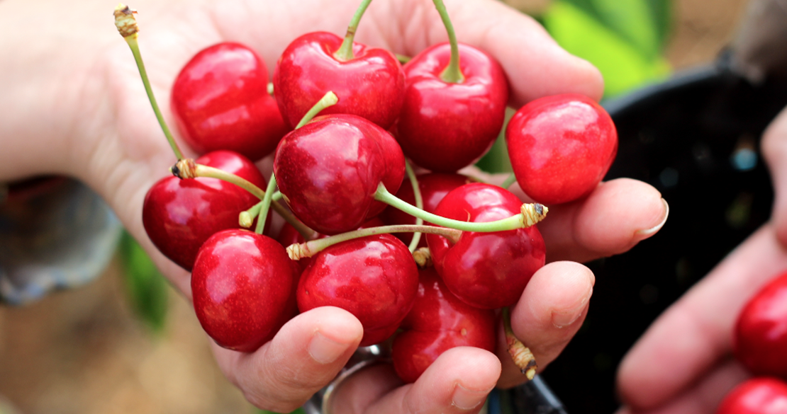 Recogida de la cereza. La delicada situación del Valle del Jerte