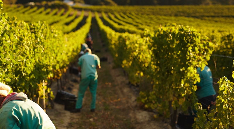 Aprobación de medidas urgentes para el empleo agrario