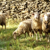 APAG califica de &quot;tomadura de pelo” las ayudas anunciadas para ovino y caprino