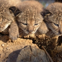 Tres nuevos linces en los centros gestionados por Parques Nacionales