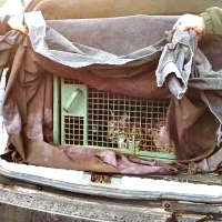 La Guardia Civil investiga la muerte de un Lince Ibérico en Extremadura