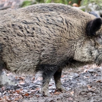 FEDEXCAZA reclama declarar como actividad estratégica el control de daños por fauna silvestre