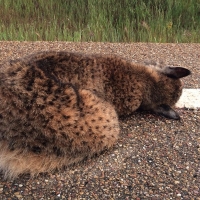 Aparece otro lince muerto en una carretera extremeña