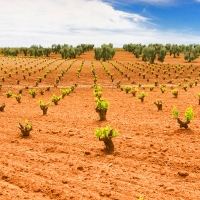 Ayudas a la reestructuración y reconversión del viñedo en Extremadura