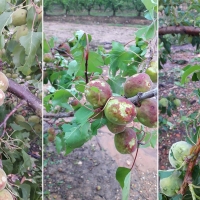 Agroseguro visitará las parcelas afectadas esta misma semana