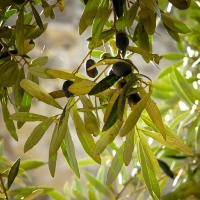 UPA: “Algunos se están enriqueciendo a costa de los olivareros. Y la Ley debe impedirlo”