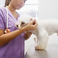 EMPLEO: Ofertan una plaza de veterinario y otra de personal técnico de promoción