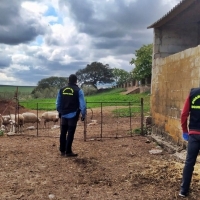 Detenido por sustraer 27 cabezas de ganado en una finca ganadera extremeña