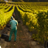 Aprobación de medidas urgentes para el empleo agrario