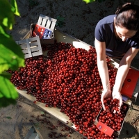 Podrá compatibilizarse la prestación por desempleo con el trabajo agrario en Extremadura