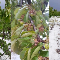 GRANIZO: 2.500.000 de kilos de cerezas echados a perder