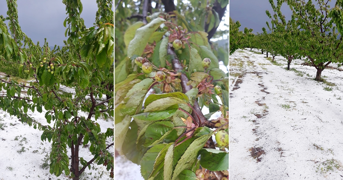 GRANIZO: 2.500.000 de kilos de cerezas echados a perder