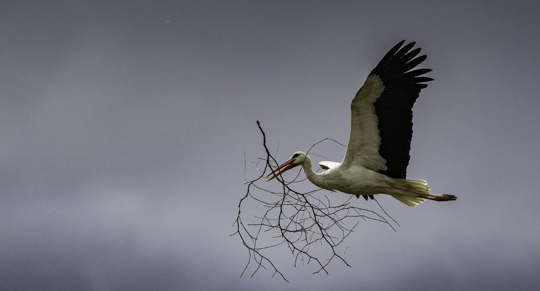 Denuncian la alta mortalidad de aves por electrocución en Extremadura