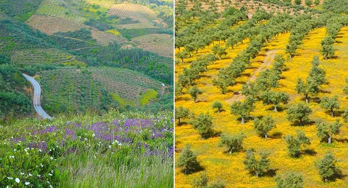 OPINIÓN: La Colonia agrícola de Cañamero como modelo de soberanía alimentaria