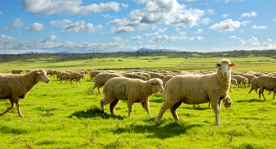 Autorizadas las ayudas a los productores de ovino y caprino en Extremadura