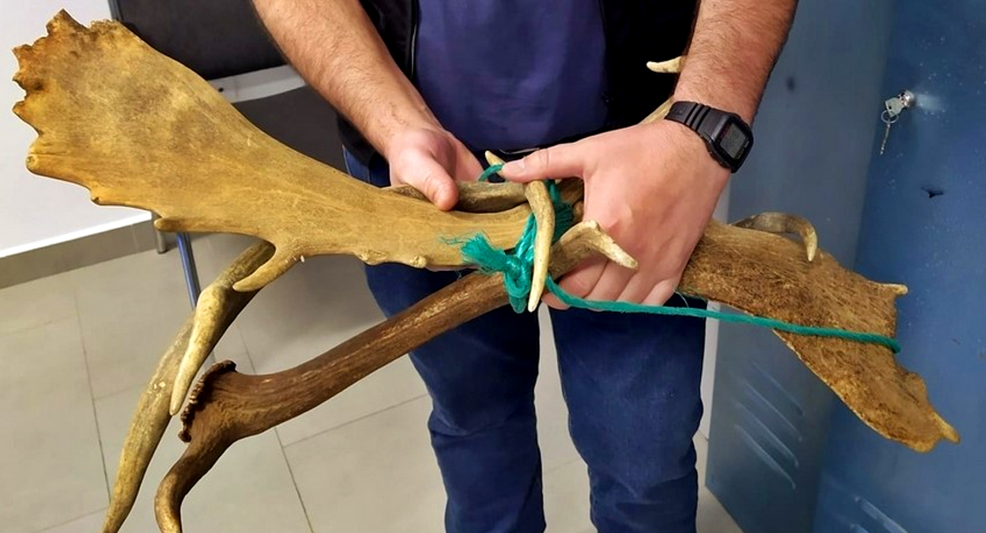 Furtivismo y comercialización ilegal de trofeos de caza mayor en la provincia de Badajoz
