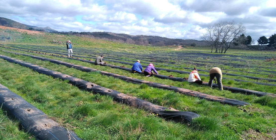 Extremadura desarrolla una medida innovadora como cortafuegos para los incendios