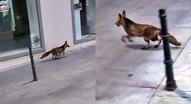 VÍDEO - Un zorro camina desorientado por las calles de Badajoz