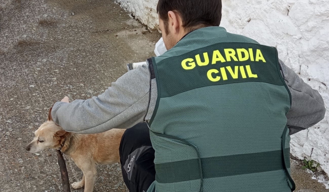 Investigado por maltrato animal en una localidad extremeña