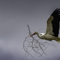 Denuncian la alta mortalidad de aves por electrocución en Extremadura