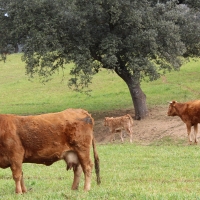 UPA-UCE: “Recortando la PAC no perdemos los agricultores, pierde toda la sociedad”